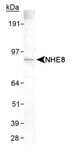 NHE8 Antibody (7A11) - Azide and BSA Free, Novus Biologicals 0.1 mL; Unconjugated:Antibodies,